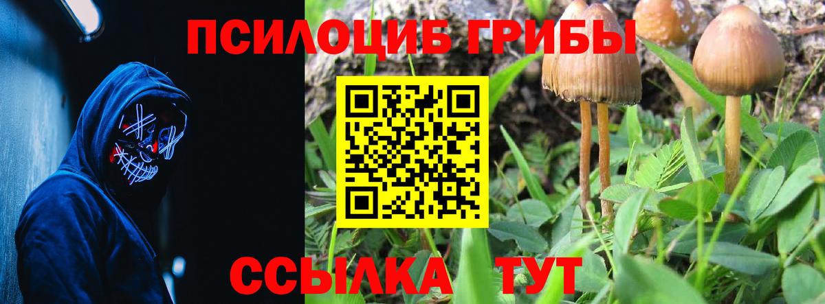 Псилоцибиновые грибы Psilocybine cubensis  Псилоцибиновые грибы Cubensis  Вязники  Вход с VPN 